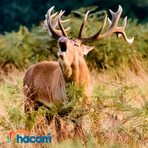 Za��na sa jelenia ruja: Ako na dokonal� z�bery s fotopascou