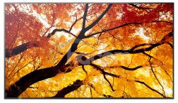 NEC Sharp MultiSync/M502/50